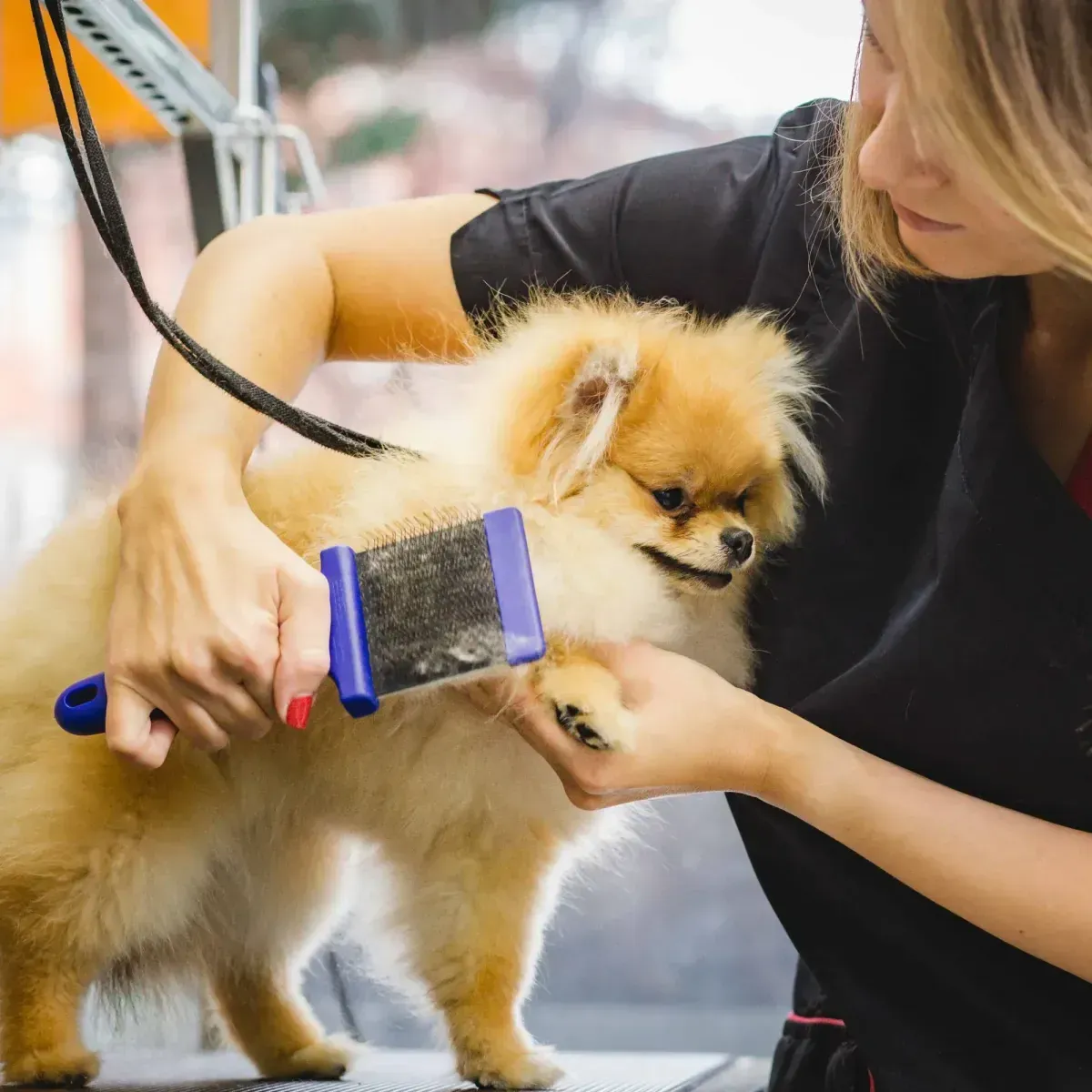 Pet Grooming in Ontario | Affordable & Expert Care – Pawz