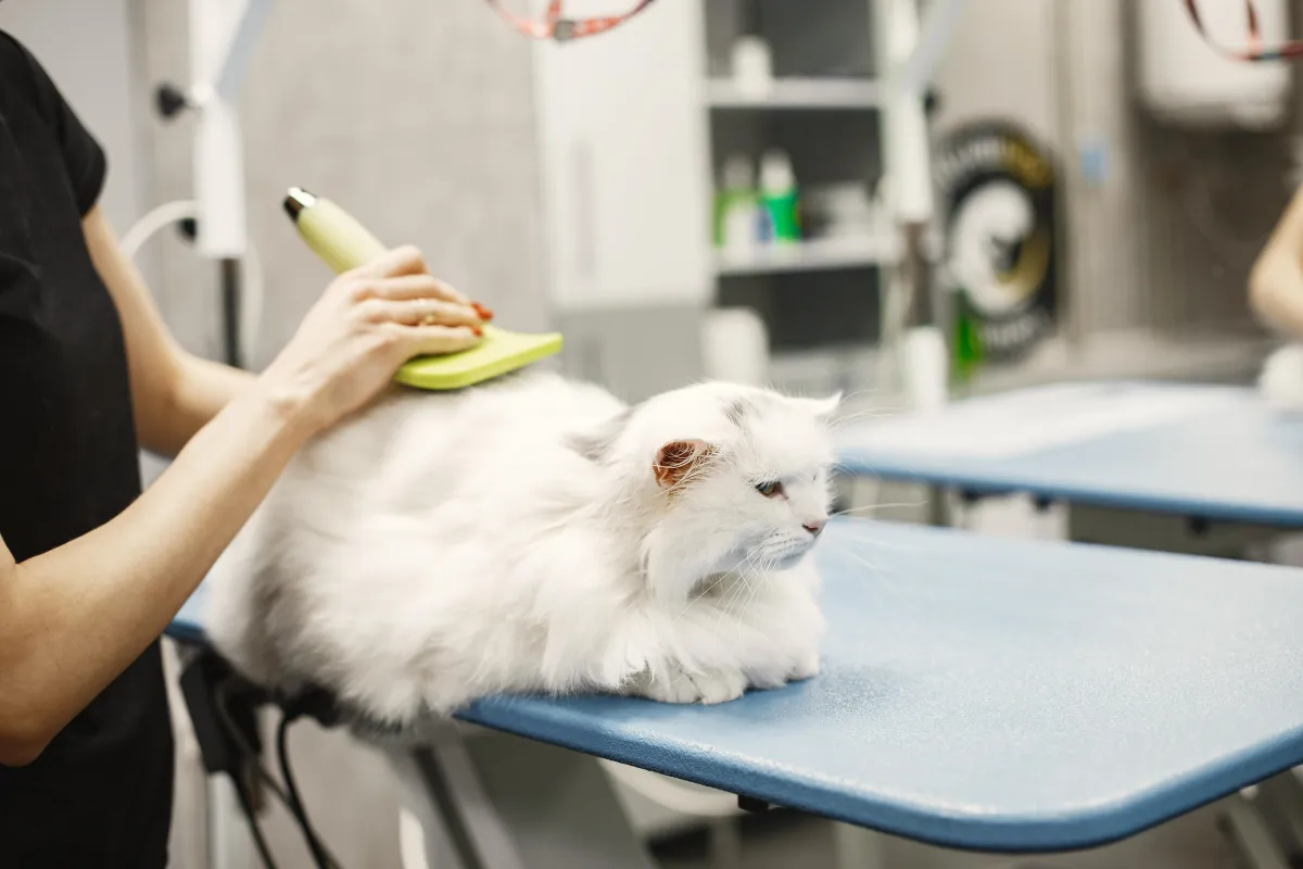 Photo inspiration: Fresh Look at Dog Cat Grooming In Kitchener