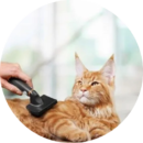 Groomer brushing and de-shedding a cat at Pawz pet grooming salon in Kitchener