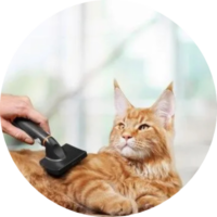 Brushing and De-shedding