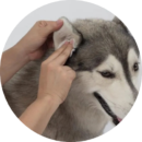 Dog ear cleaning at Pawz pet grooming salon in Kitchener