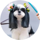 Dog with a clean haircut and styled coat after grooming at Pawz salon in Kitchener