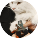 Cat nail trimming during grooming at Pawz pet grooming salon in Kitchener