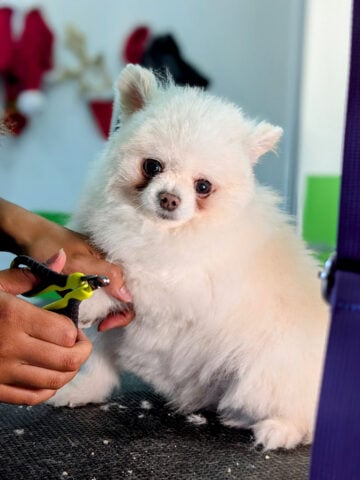Nail Trimming & Ear Cleaning