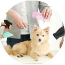 Dog receiving a skin and coat treatment at Pawz pet grooming salon in Kitchener