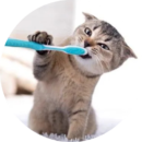 Cat biting a toothbrush during teeth cleaning at Pawz pet grooming salon in Kitchener with gentle care