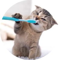 Teeth Cleaning