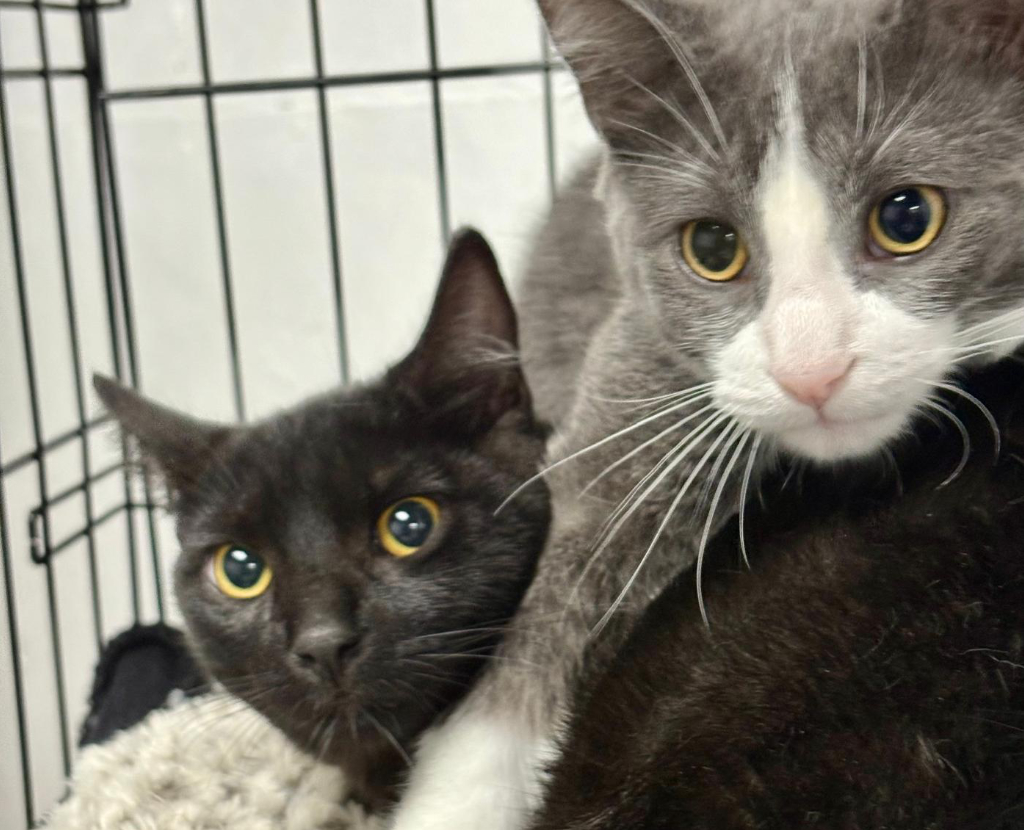Two cats after grooming at Pawz pet grooming salon in Kitchener with neatly trimmed coats
