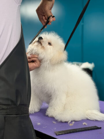 Choosing the Right Groomer for Your Puppy-image