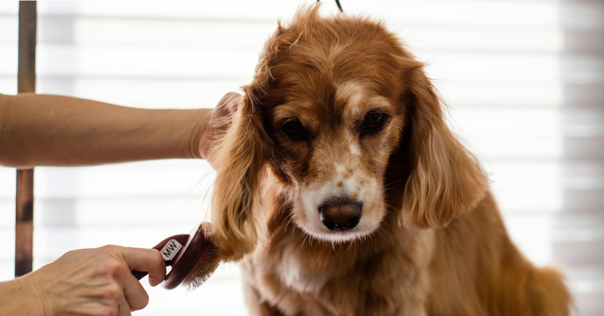 Guide-for-Puppy-Owners-blog-banner-image
