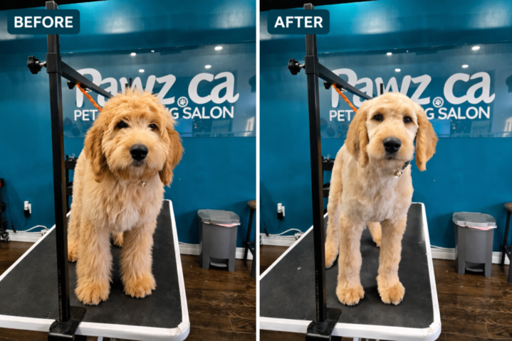 How Often Should You Groom a Puppy (Before&after)