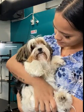 How-to-Introduce-Your-Puppy-to-Grooming-image