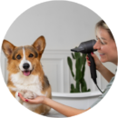 Puppy getting a blow dry during grooming at Pawz pet grooming salon in Kitchener