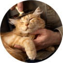 Cat being brushed and de-shedded during grooming at Pawz pet grooming salon 