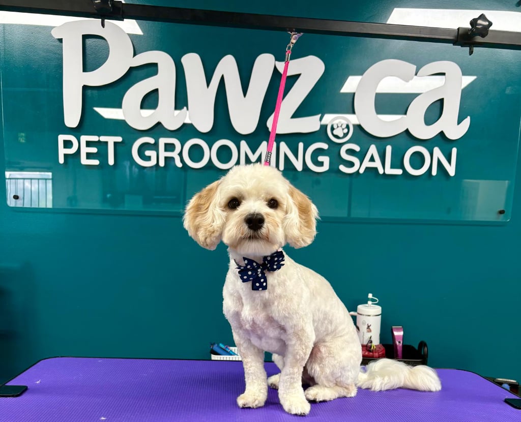 Dog with a trimmed coat standing on a grooming table at Pawz pet grooming salon in Kitchener