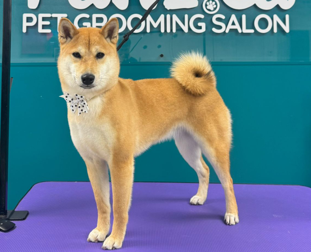Dog with a trimmed coat at Pawz pet grooming salon in Kitchener