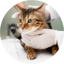Groomer performing anal gland expression on a Cat at Pawz pet grooming salon in Kitchener