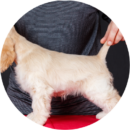 Small white dog receiving professional anal gland expression service during grooming appointment