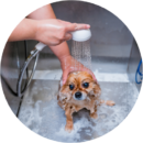 Dog being bathed during grooming at Pawz pet grooming salon in Milton