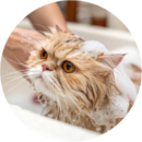 Groomer bathing a Cat at Pawz grooming salon in Kitchener in a clean and hygienic environment