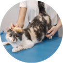 Cat being brushed and de-shedded during grooming at Pawz pet grooming salon in Milton