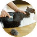 Cat receiving brushing and de-shedding service to remove loose fur during grooming