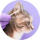 Cat ear cleaning at Pawz pet grooming salon in Kitchener