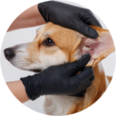 Dog ear cleaning at Pawz pet grooming salon in Milton with gentle care