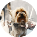 Dog being groomed and styled after a haircut at Pawz pet grooming salon in Milton