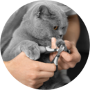 Cat nail trimming during grooming at Pawz pet grooming salon in Milton