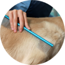 Puppy being brushed during grooming at Pawz pet grooming salon in Milton