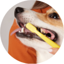 Dog with open mouth receiving professional teeth cleaning service with yellow toothbrush