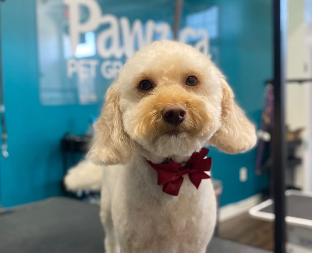 Close-up of a groomed dog with a bow inside a salon for pet grooming in Milton showcasing a neat finish