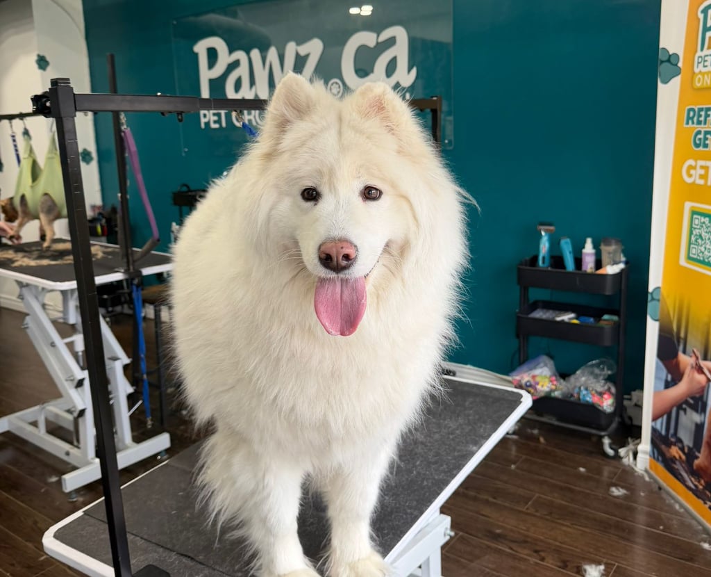 Fluffy white dog on a grooming table at a salon offering pet grooming services in Milton with a clean professional setup