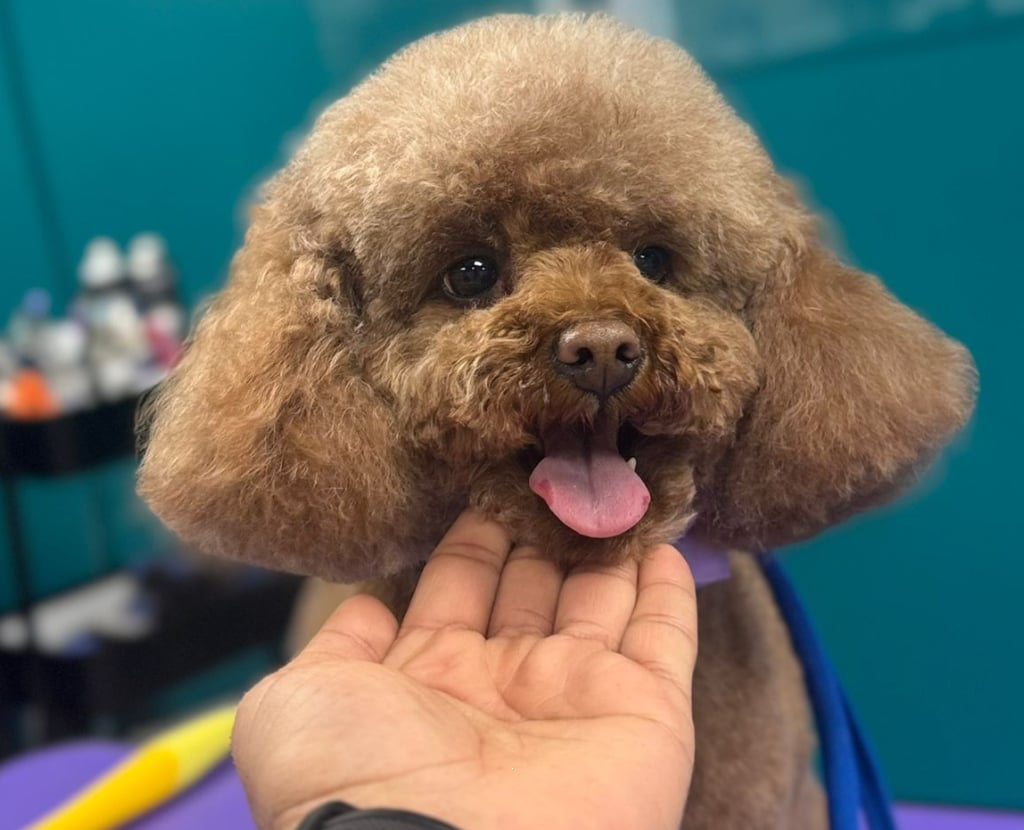 Freshly groomed poodle with a clean haircut after dog grooming at Pawz salon in Kitchener
