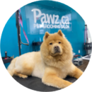 Freshly groomed dog with a clean, smooth coat sitting on a grooming table at a salon offering dog grooming services in Milton
