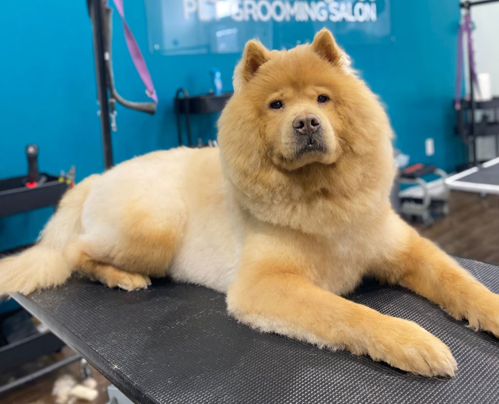 Dog being groomed on a grooming table at Pawz pet grooming salon in Kitchener
