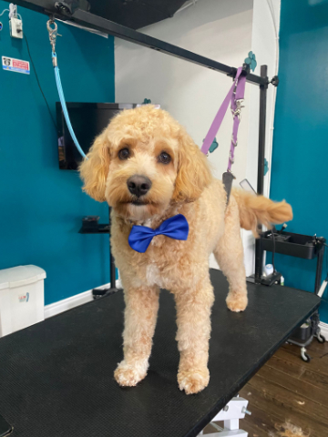 Signs-Your-Puppy-Is-Ready-for-Grooming-image