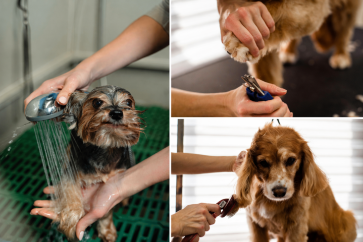 What Happens During a Puppy's First Grooming Session-final-image