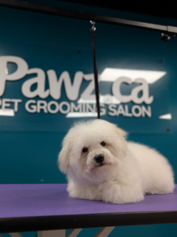 What Is the Right Age to Start Grooming a Puppy-image