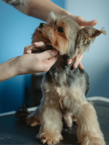 Why-Early-Grooming-Matters-for-Puppies-image