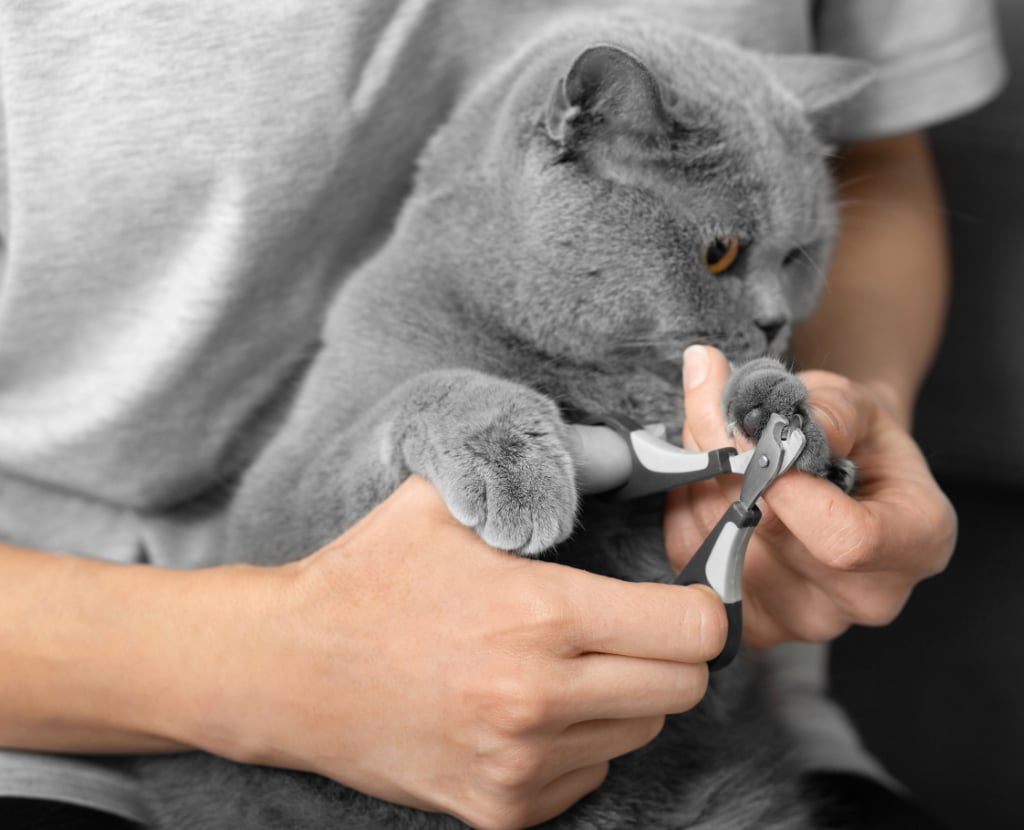 Cat nail trimming during grooming at Pawz pet grooming salon in Milton