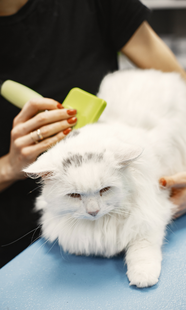 Cat being brushed during grooming at Pawz pet grooming salon in Kitchener