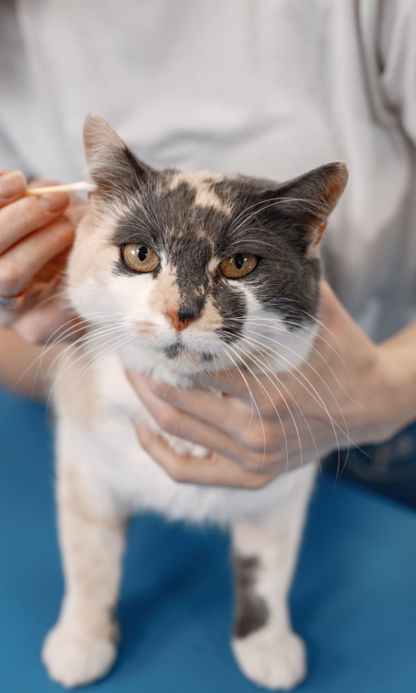Cat ear cleaning during grooming at Pawz pet grooming salon in Milton