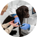 Groomer trimming dog nails at Pawz pet grooming salon