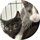 Cats with brushed coats at Pawz pet grooming salon in Kitchener