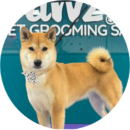 Shiba Inu with a smooth coat at Pawz pet grooming salon in Kitchener