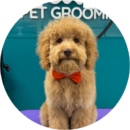 Cute puppy after grooming session at puppy grooming services in Kitchener salon