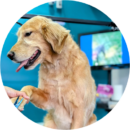 Golden retriever at grooming salon ready for nail clipping and grinding service