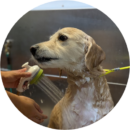 Happy dog enjoying professional bathing service with soap suds during grooming session